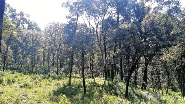 Terreno venta bosque río Rancho Avándaro — foto 6