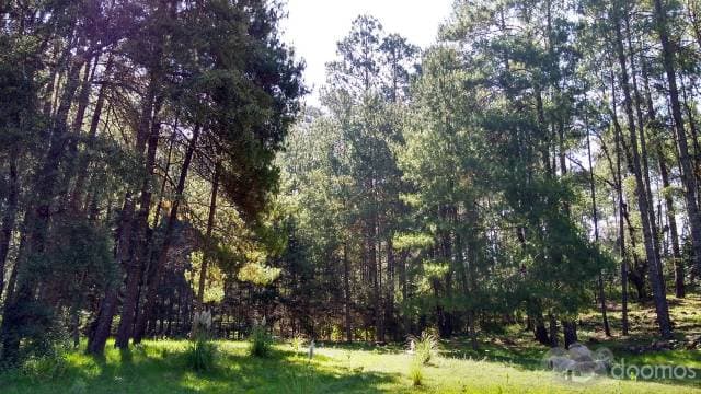TERRENO PLANO EN LOS SAÚCOS — foto 10