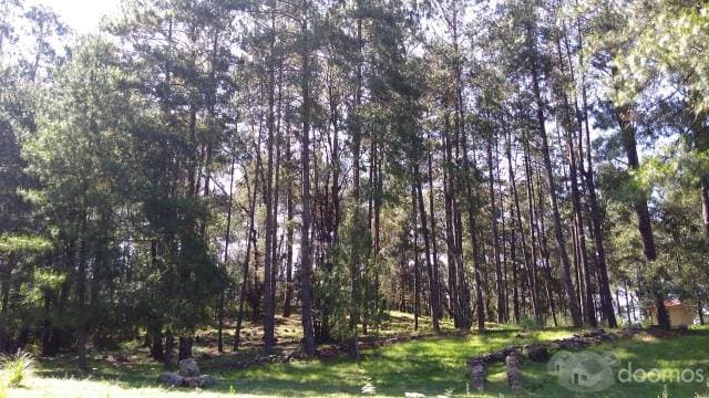 TERRENO PLANO EN LOS SAÚCOS — foto 11