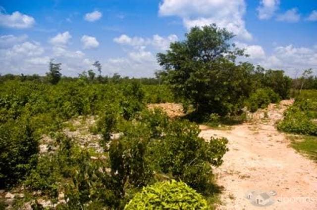En venta lote en Tulum, Orquídea — foto 7