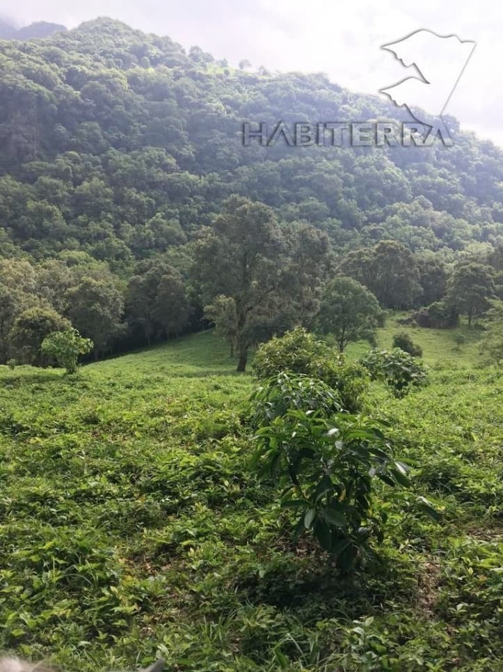 RANCHO EN VENTA UBICADO EN TEPETZINTLA ,VERACRUZ — foto 2