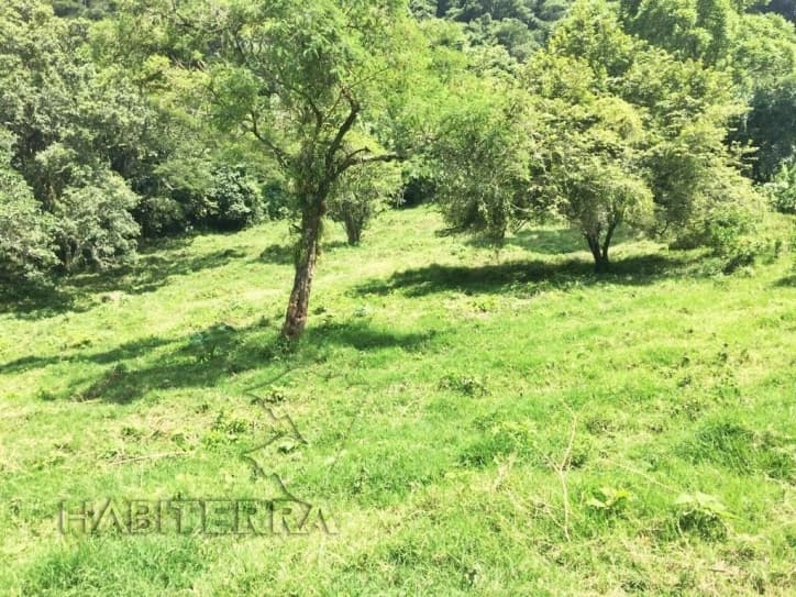 RANCHO EN VENTA UBICADO EN TEPETZINTLA ,VERACRUZ — foto 4