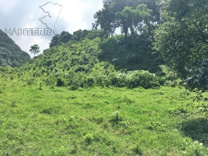 RANCHO EN VENTA UBICADO EN TEPETZINTLA ,VERACRUZ — foto 5