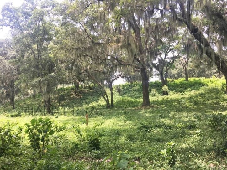 RANCHO EN VENTA UBICADO EN TEPETZINTLA ,VERACRUZ — foto 6