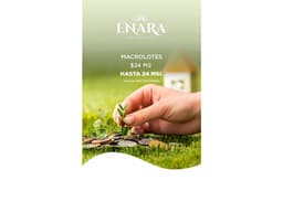 Tetiz Enara Macrolotes en Venta