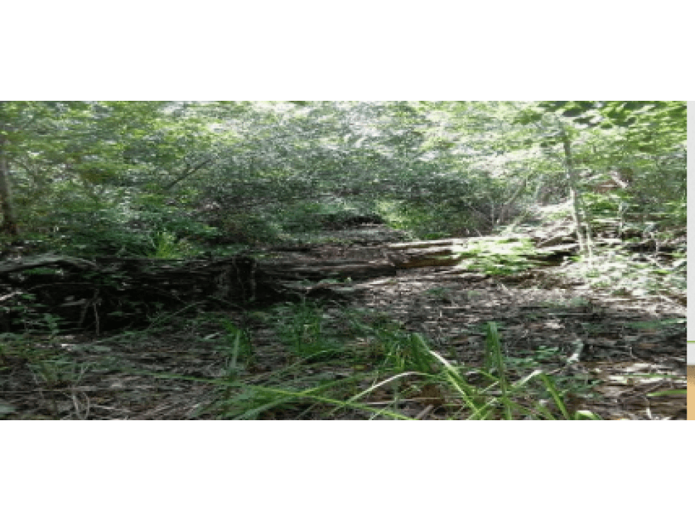 TERRENO EN MACARIO GÓMEZ, Q. ROO — foto 6