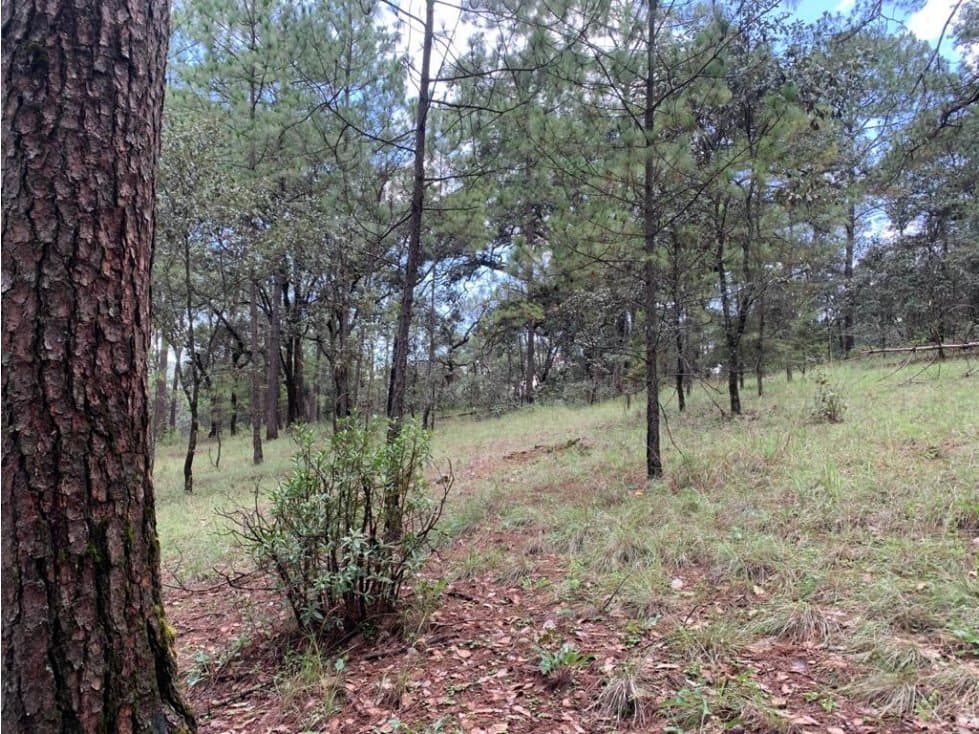 TERRENO LA LOMA — foto 2