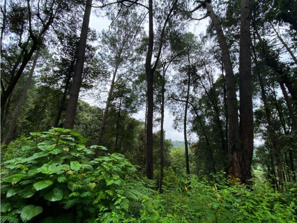 TERRENO VENTA CERRO GORDO, VALLE DE BRAVO — foto 4