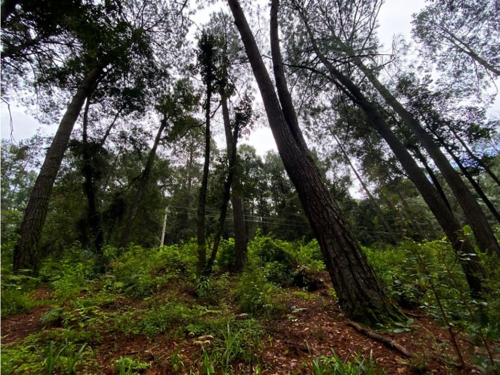 TERRENO VENTA CERRO GORDO, VALLE DE BRAVO — foto 5