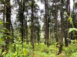 TERRENO VENTA CERRO GORDO